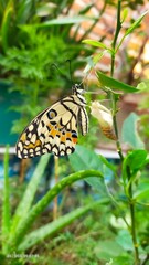 butterfly on leaf