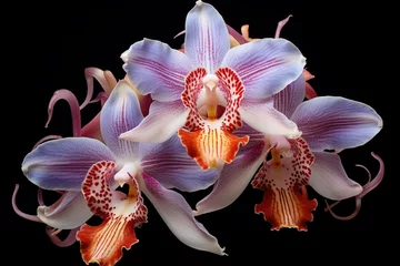 Foto op Canvas Rare and beautiful orchid species © thejokercze