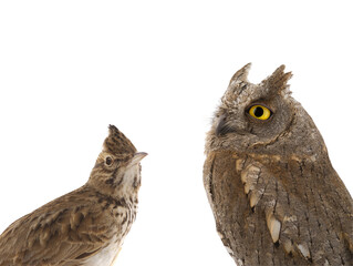 figurative picture of a portrait of an owl and a lark isolated
