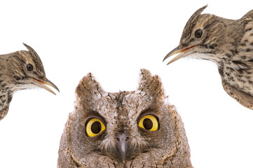 figurative picture of a portrait of an owl and a lark isolated