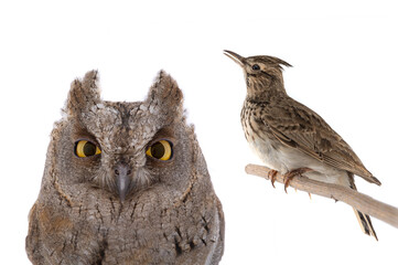 figurative picture of a portrait of an owl and a lark isolated