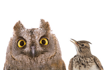 figurative picture of a portrait of an owl and a lark isolated