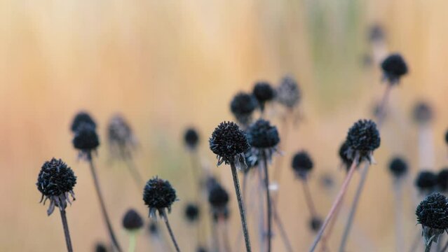 Chocolate-colored coneflower flower in autumn on an orange background with blurred ornamental grasses. Echinacea