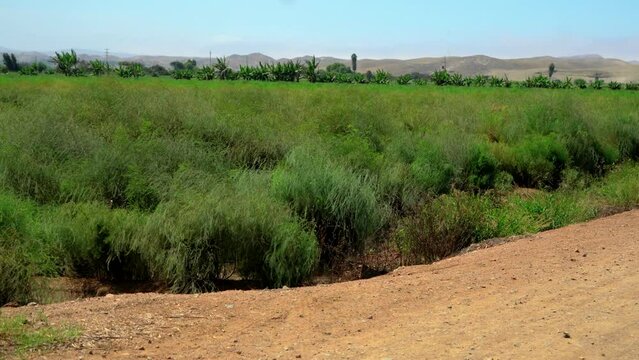 Campos de cultivo de esp&aacute;rragos