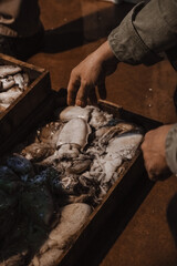 The fish in the market lies in the tray