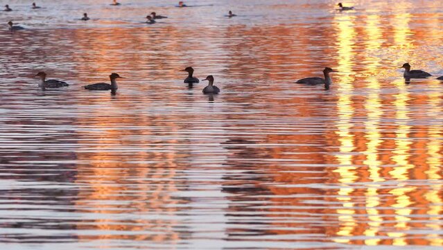 Common Merganser flock swimming in city buildings in sunset reflections in Kempenfelt Bay, Lake Simcoe, Ontario in early winter