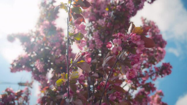 Sun shining on cherry tree with pink flowers in springtime. Slow motion. 