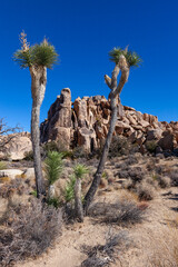 Fototapeta na wymiar Branches Joshua Tree Yucca Brevifolia Mojave Desert Joshua Tree National Park California