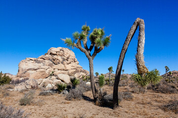 Yucca Tree (Yucca brevifolia) in the Mountains, California