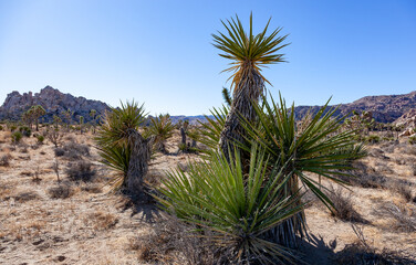 Fototapeta premium Yucca Tree (Yucca brevifolia) in the Mountains, California