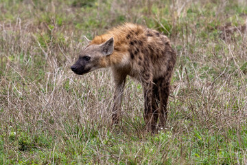 Eine sichernde Hyäne in der Seitenansicht