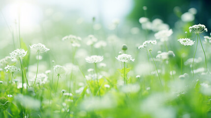 Obraz na płótnie Canvas Wildflowers in fresh grass against blurred background - Ecology concept