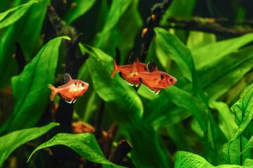 Hyphessobrycon minor.A green beautiful planted tropical freshwater aquarium with fishes.tetra serpae (Hyphessobrycon eques) in a fish tank