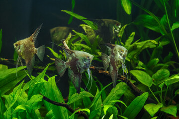 A green beautiful planted tropical freshwater aquarium with fishes.Zebra angelfish (pterophyllum...