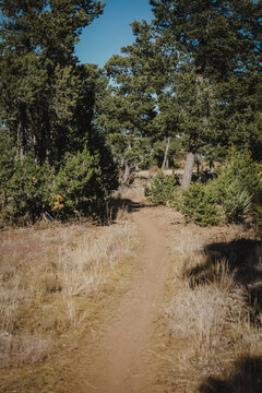 Trail through pine trees near Albuquerque New Mexico in Manzanita Mountains