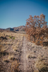 Trail through dry mountain landscape in Los Alamos New Mexico with oak bush