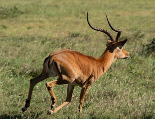Male impala running