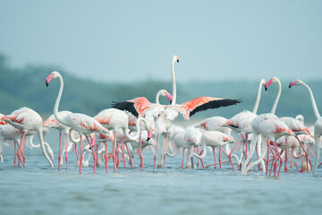 group of flamingos