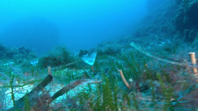 POV Underwater tube worms closes when the camera passes