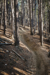 ATV trail through tall pine trees with sunlight in forest in Colorado