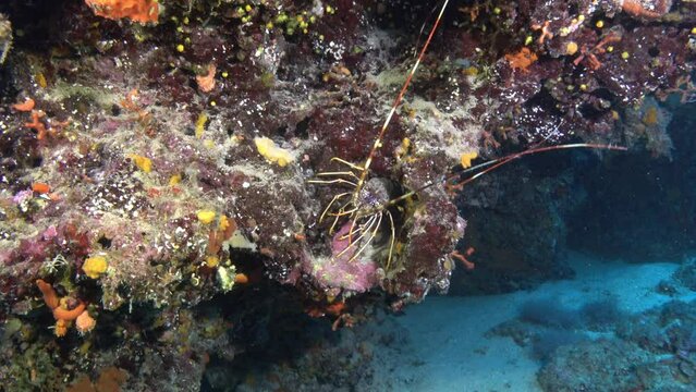 Mediterranean lobster - Scuba diving in Majorca