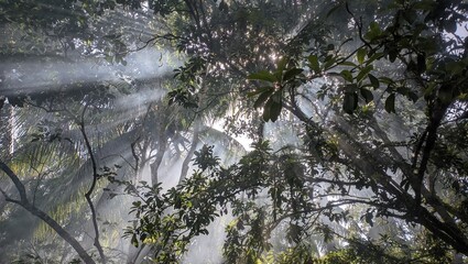 a beautiful forest with ray drop