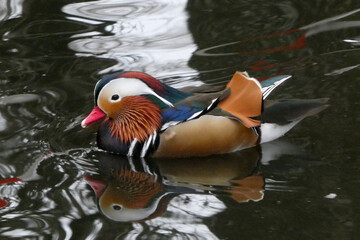 Swimming male Mandarin Duck with his reflection in the dark water..