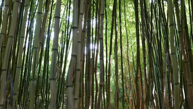 bamboos in a bamboo forest