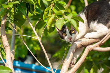 Cat on tree in sunny day