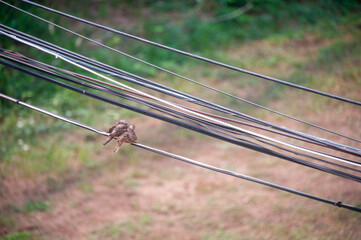 The bird's outline is sharply defined, with its feathers ruffled by a gentle breeze, and its...