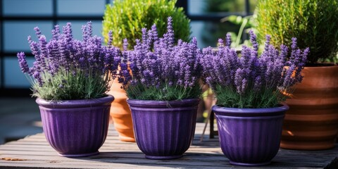 Beautiful pots with blooming purple lavender on the terrace of the house. Home plants 