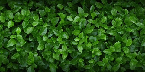 Obraz premium Beautiful original background image of a carpet of fresh natural green leaves forming a natural texture