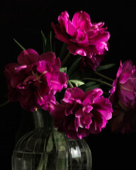 bouquet of dark red lilac tulips in glass vase on dark background. flower bouquet in vase on table. Gift interior decoration. florist, decorator. Flower shop.