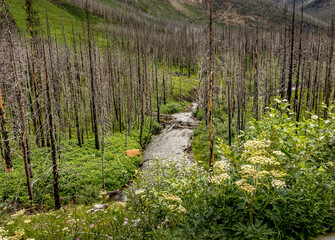 Akamina Parkway Waterton Lakes National Park Alberta Canada