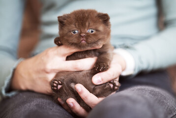 Britisch Kurzhaar Kitten rarität Luxus Katze imposant und edel