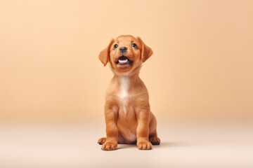 Playful Puppy Sitting and Looking Upward on Beige Background