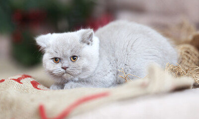 Britisch Kurzhaar Kitten rarität Luxus Katze imposant und edel