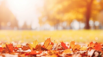 Naklejka na ściany i meble Colorful universal natural panoramic autumn background for design with orange leaves and blurred background