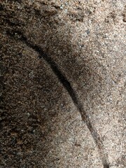 a corridor built and used by ants that went over a path in fields