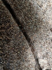 a corridor built and used by ants that went over a path in fields