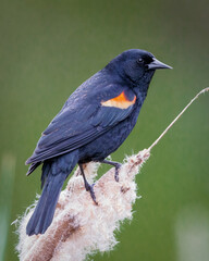 Red-Winged Blackbird - 6022