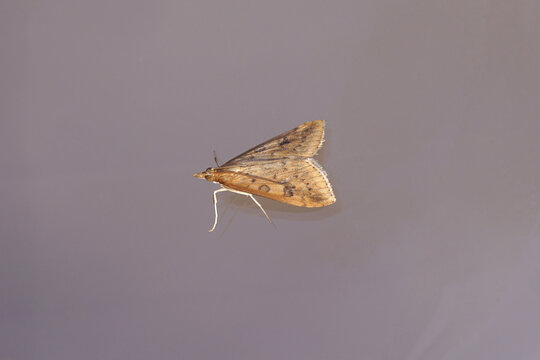 Rusty dot pearl (Udea ferrugalis). On gray glass. Subfamily Pyraustinae. Family grass moths (Crambidae). Autumn, November, Dutch garden.