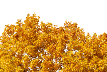 Tulip tree of species Liriodendron tulipifera with yellow bright autumn leaves, graphic frame border isolated