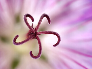 Makrofoto Blüten im Detail ganz nah