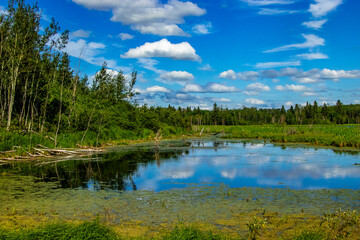 Fototapeta na wymiar Road side Elk Island National Park Alberta Canada