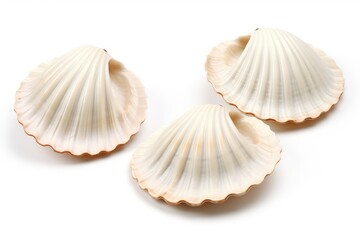 Set of pearl oysters isolated on white background - obrazy, fototapety, plakaty