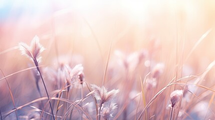 pink grass field look like pampas grass in romantic atmosphere 