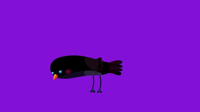 Blackbirdbird cartoon pecking one time eating isolated. Seamless black bird loop behaviour animated character. 