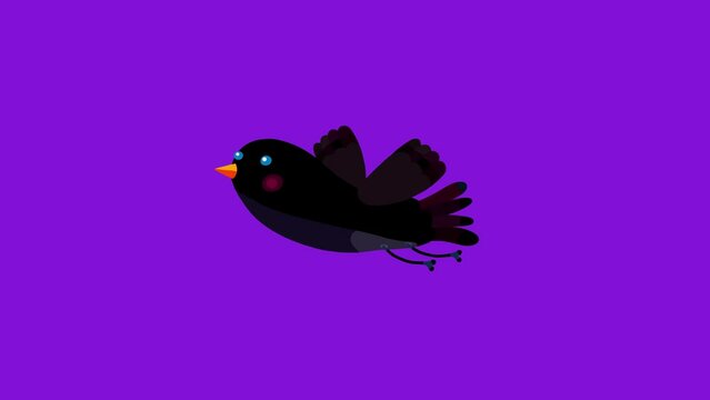 Blackbird cartoon animation character flying singing isolated. Blinking eyes seamless loop black bird behaviour.