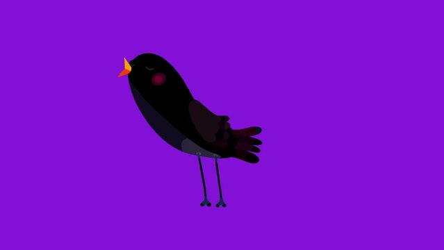 Blackbird cartoon animation character isolated non stop singing. Blinking eyes, opening bill, seamless loop black bird behaviour.